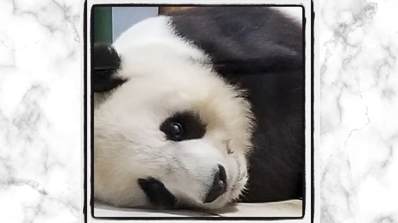 Gambar Panda Lucu dan Imut - Panda Sedang Murung