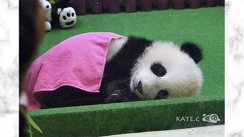 Gambar Panda Lucu dan Imut - Panda Berselimut