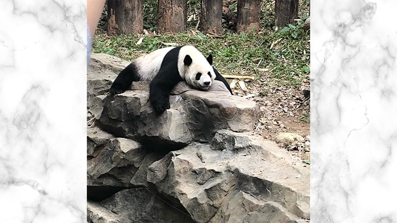 Gambar Panda Lucu dan Imut - Panda Tidur di Atas Batu