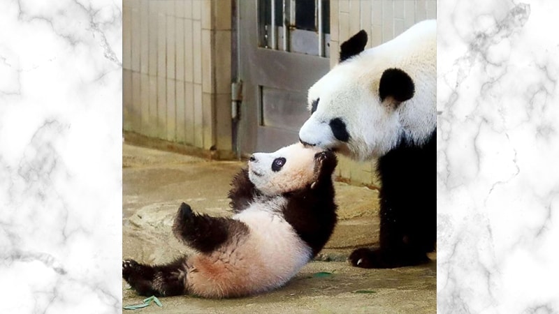 Gambar Panda Lucu dan Imut - Ibu Panda dan Anaknya