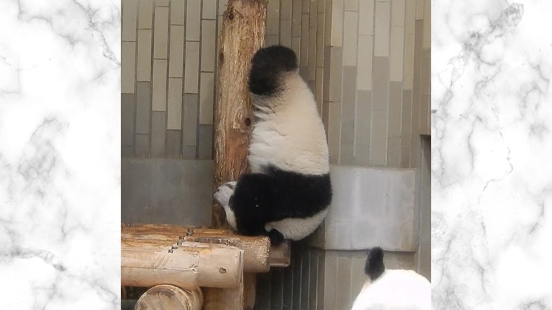 Gambar Panda Lucu dan Imut - Panda Berolahraga