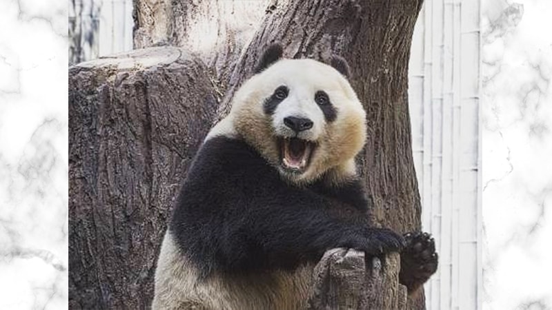 Gambar Panda Lucu dan Imut - Panda Berteriak