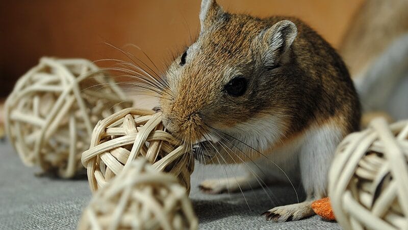 Foto Hamster Lucu dan Imut - Hamster Mainan Bola Rotan