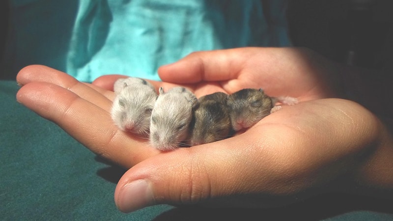 Foto Hamster Lucu dan Imut - Bayi Hamster Tidur di Tangan Manusia