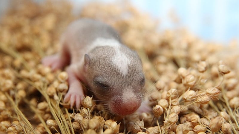 Foto Hamster Lucu dan Imut - Bayi Hamster Belum Bisa Melihat