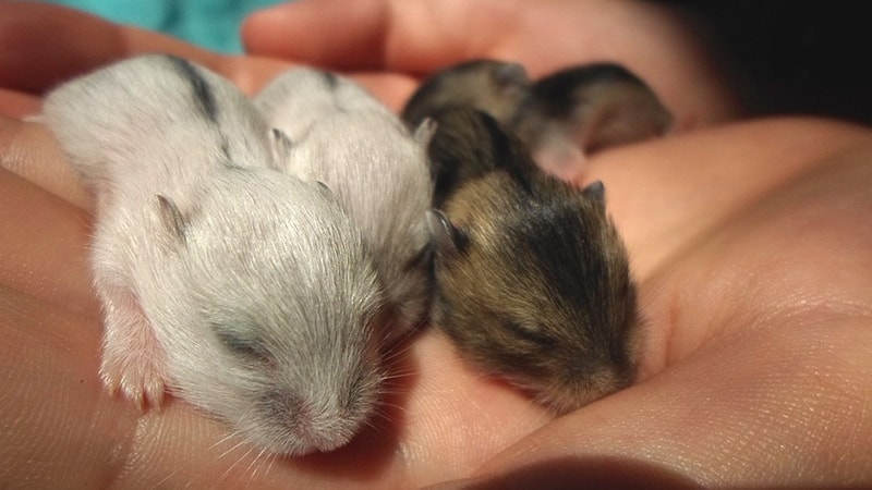 Foto Hamster Lucu dan Imut - Bayi Hamster Close Up Tidur di Tangan