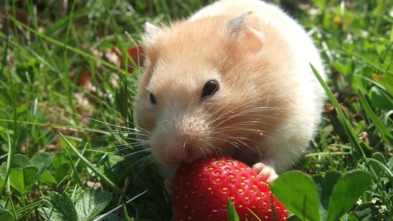Foto Hamster Lucu dan Imut - Hamster Makan Strawberry