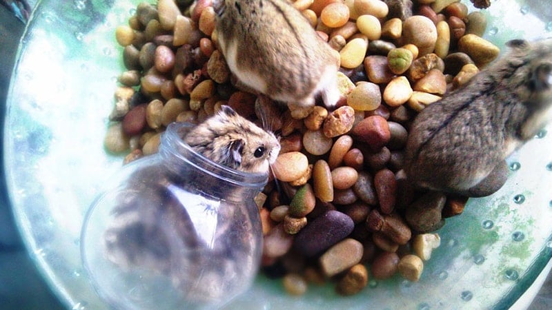 Foto Hamster Lucu dan Imut - Hamster Makan Kacang-Kacangan