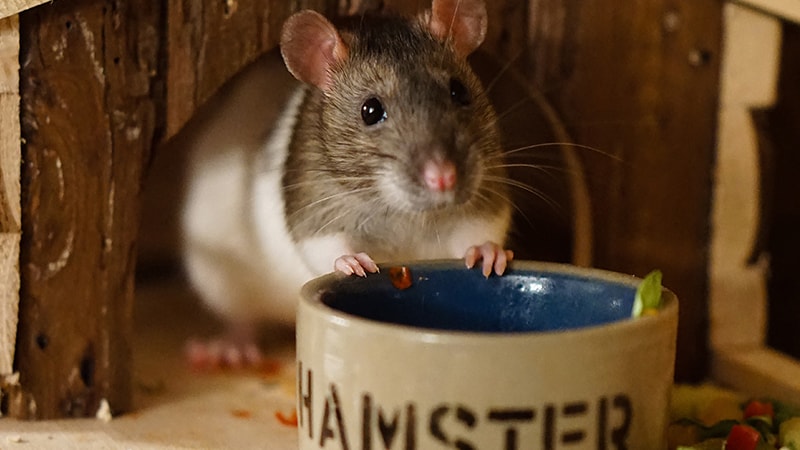 Foto Hamster Lucu dan Imut - Hamster Mendorong Mangkuk Makanan