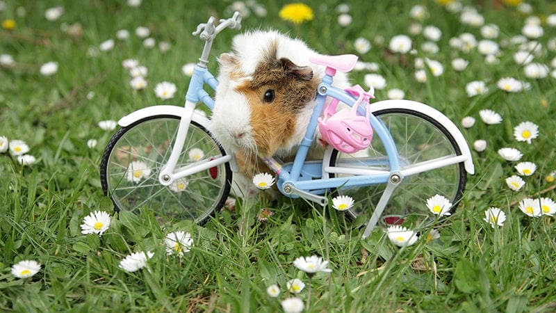 Foto Hamster Lucu dan Imut - Hamster Mainan Sepeda Mini