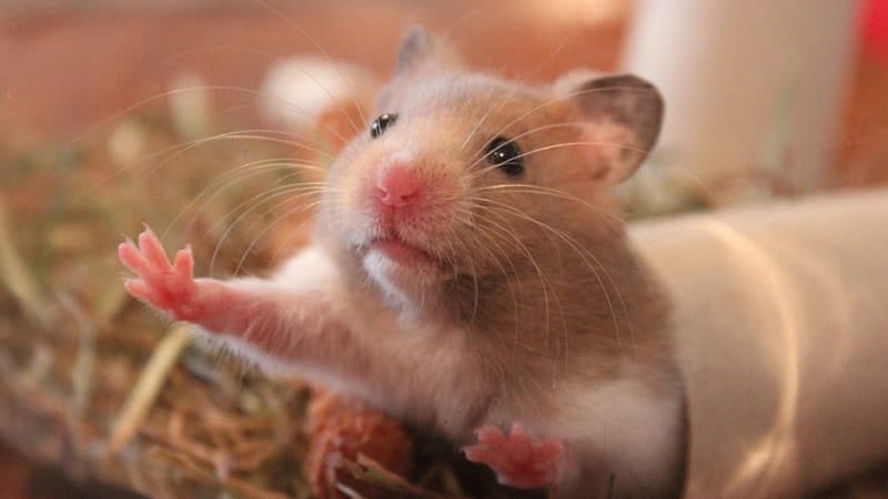 Foto Hamster Lucu dan Imut - Hamster Terlihat Melas