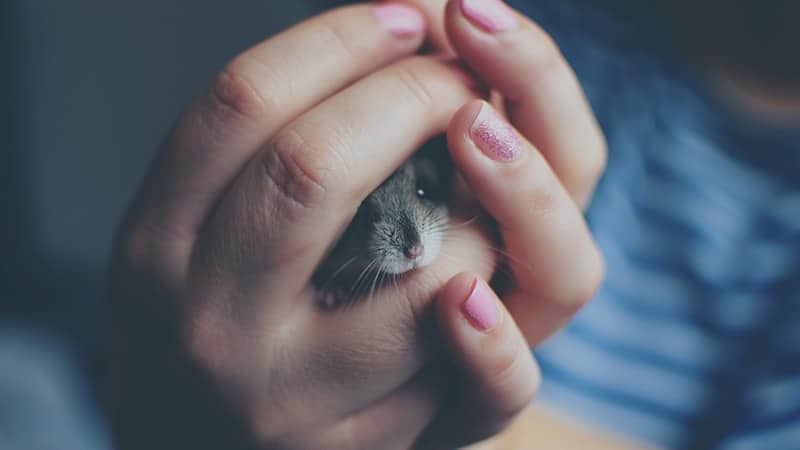 Foto Hamster Lucu dan Imut - Hamster Sembunyi di Tangan Manusia