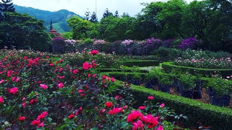 Taman Bunga Nusantara Cianjur - Taman Mawar