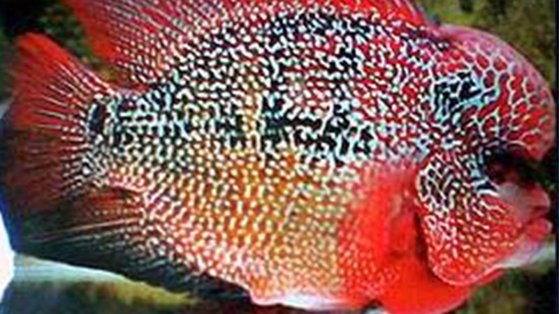 Jenis-Jenis Ikan Louhan - Ikan Louhan Golden Red