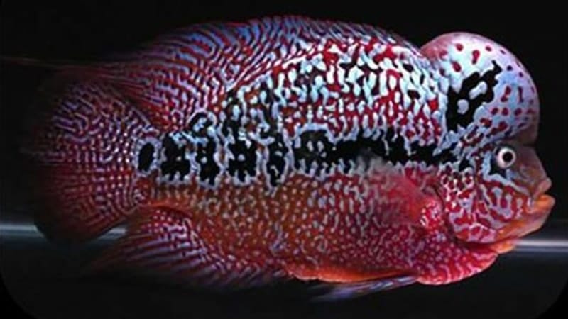 Jenis-Jenis Ikan Louhan - Ikan Louhan Super Red Synspilum
