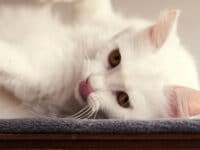 Cara merawat kucing anggora - Angora tidur miring