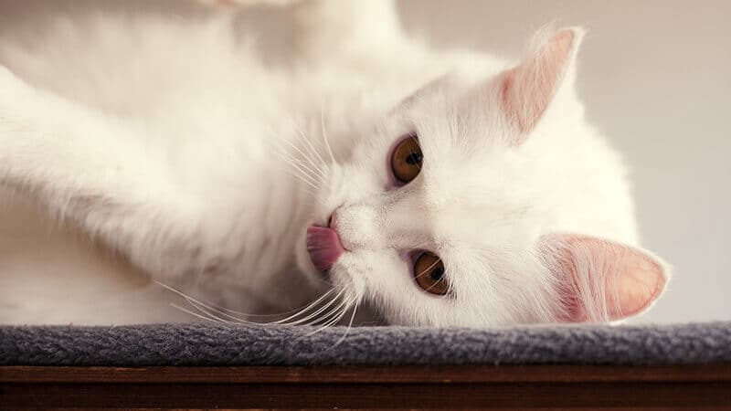 Cara merawat kucing anggora - Angora tidur miring