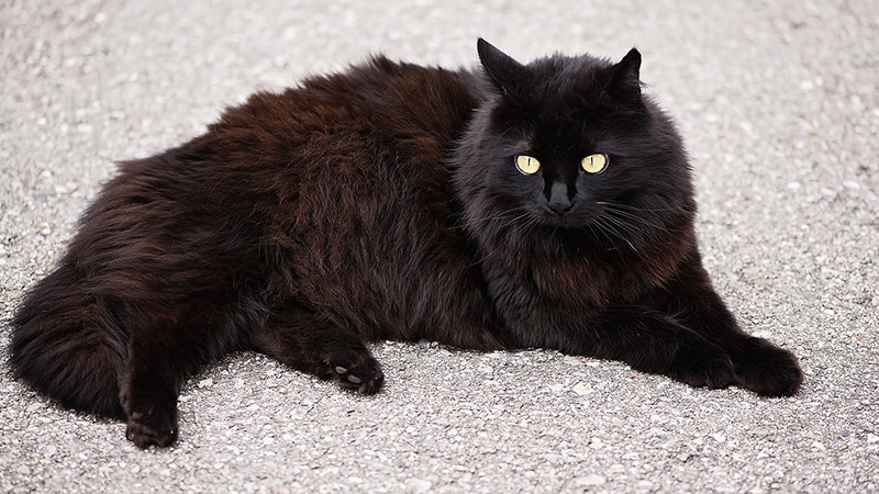 Cara merawat kucing anggora - Kucing berbulu hitam
