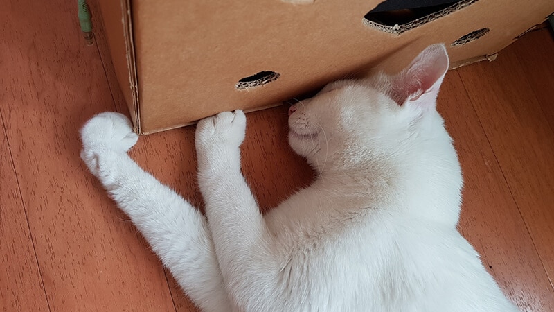 Cara merawat kucing anggora - Hewan tidur