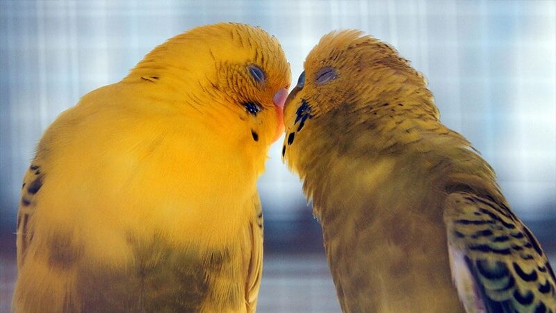 Jenis-jenis Burung Lovebird - Pasangan Lovebird