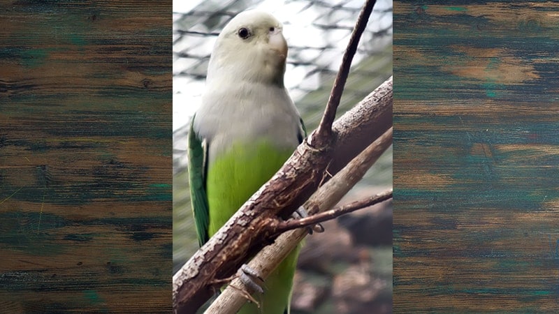 Jenis-jenis Burung Lovebird - Grey-headed
