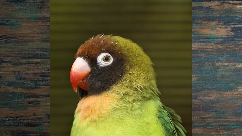 Jenis-jenis Burung Lovebird - Black-cheeked