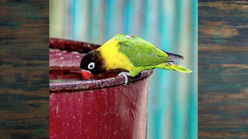Jenis-jenis Burung Lovebird - Yellow-collared