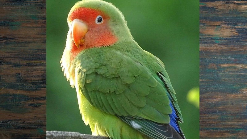 Jenis-jenis Burung Lovebird - Red-faced