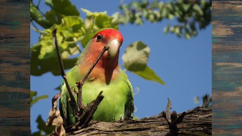 Jenis-jenis Burung Lovebird - Peach-faced