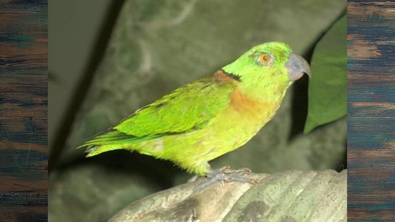 Jenis-jenis Burung Lovebird - Black-collared