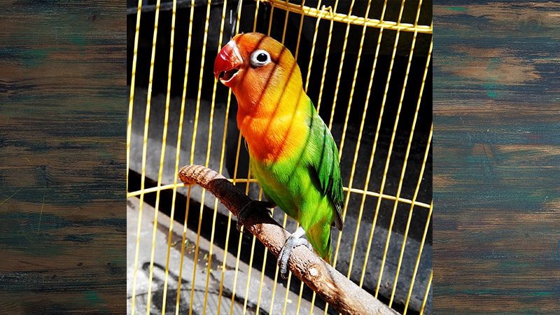 Jenis-jenis Burung Lovebird - Lovebird di Kandang