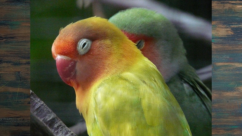 Jenis-jenis Burung Lovebird - Lovebird Memejamkan Mata
