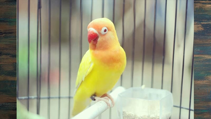 Jenis-jenis Burung Lovebird - Lutino