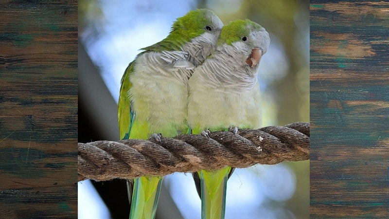 Jenis-jenis Burung Lovebird - Lovebird sedang Berduaan