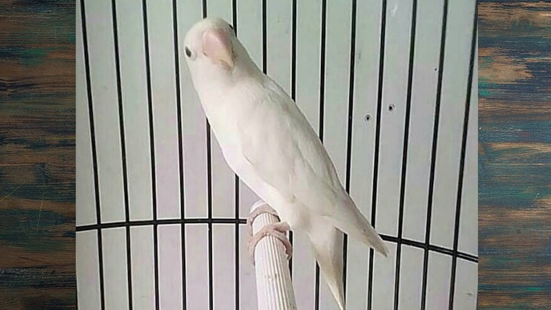 Jenis-Jenis Burung Lovebird - Lovebird Albino