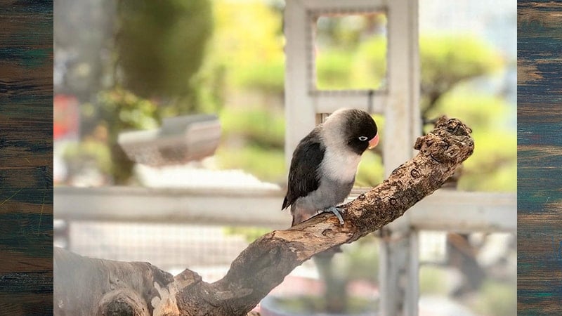 Jenis-jenis Burung Lovebird - Lovebird Batman