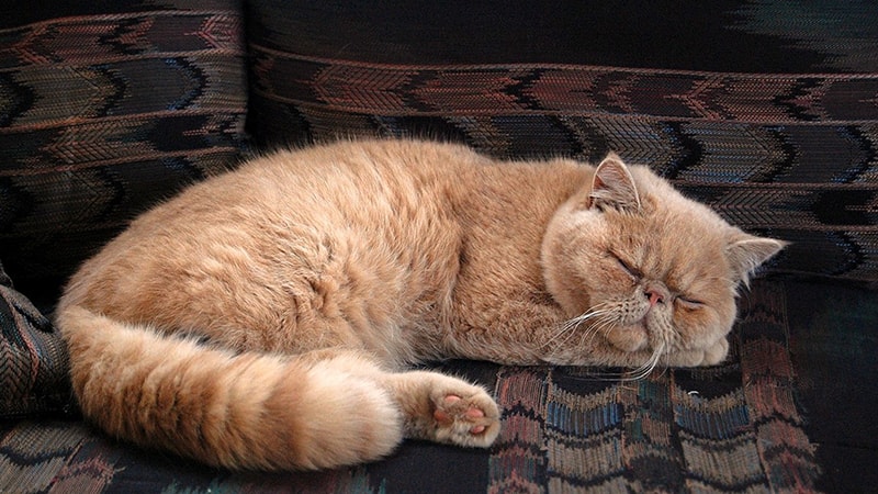 Jenis-Jenis Kucing Persia - Persia Tidur