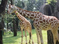Kebun Binatang Ragunan Jakarta - Jerapah