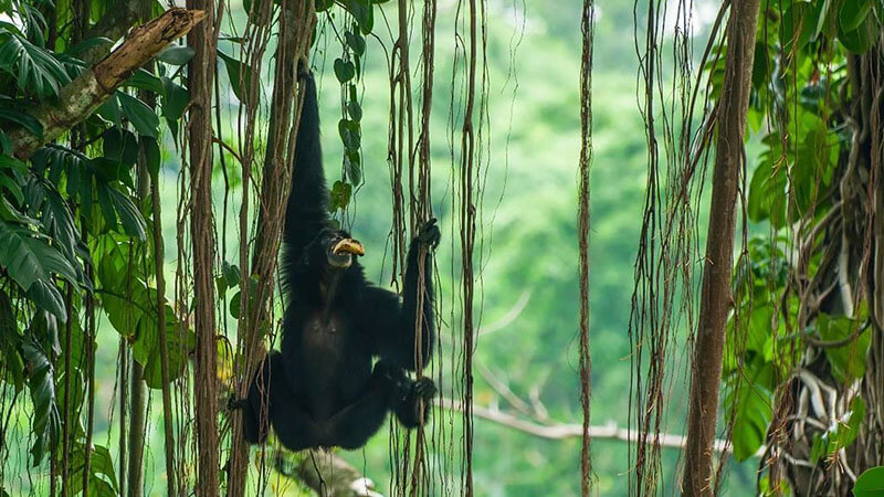 Kebun Binatang Ragunan Jakarta - Siamang