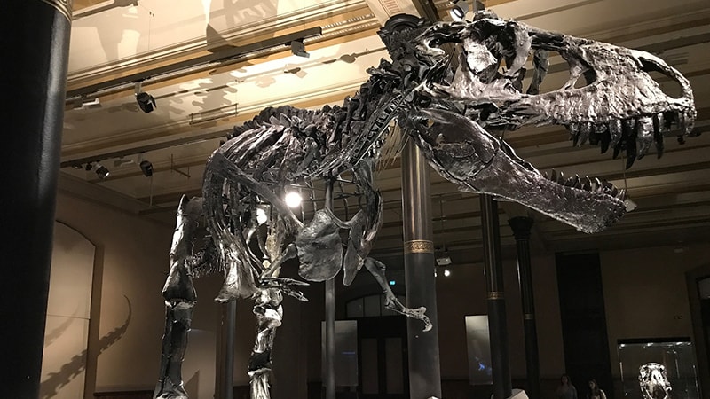 Dinosaurus Terbesar di Dunia - Fosil Dinousaurus