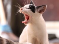Video Kucing Lucu Banget - Kucing Menguap