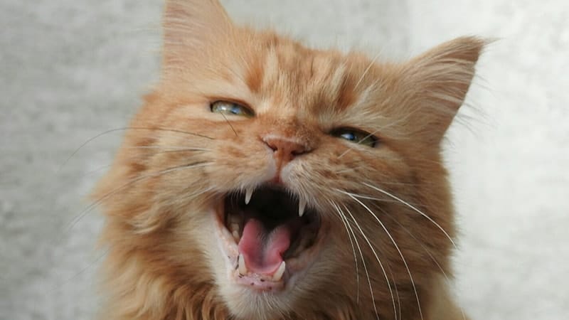 Video Kucing Lucu Banget - Kucing Membuka Mulutnya Mengeong