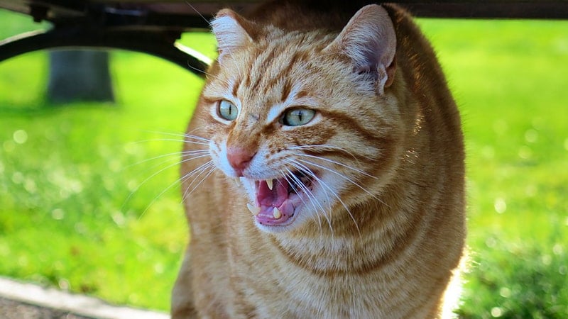 Video Kucing Lucu Banget - Kucing Besar Terlihat Marah