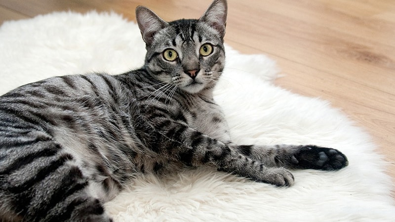 Inspirasi NamaNama Kucing Lucu untuk Peliharaanmu KepoGaul