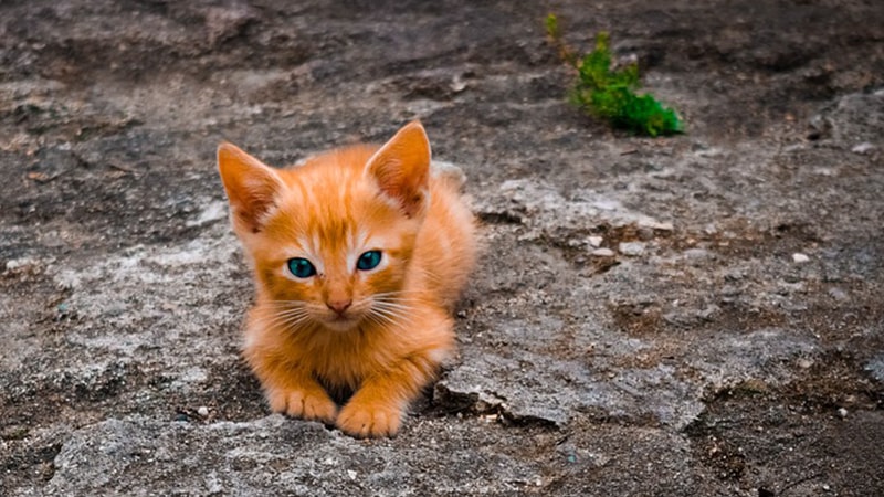 Nama-Nama Kucing Lucu - Kucing Merah Kecil