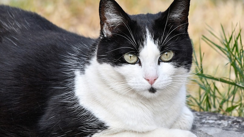 Inspirasi NamaNama Kucing Lucu untuk Peliharaanmu KepoGaul