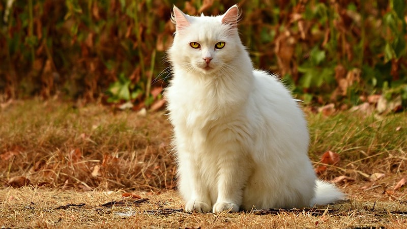 Nama-Nama Kucing Lucu - Kucing Anggora Putih