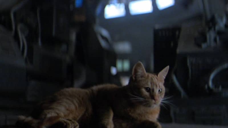 Nama-Nama Kucing Lucu - Jonesy dalam Film Alien