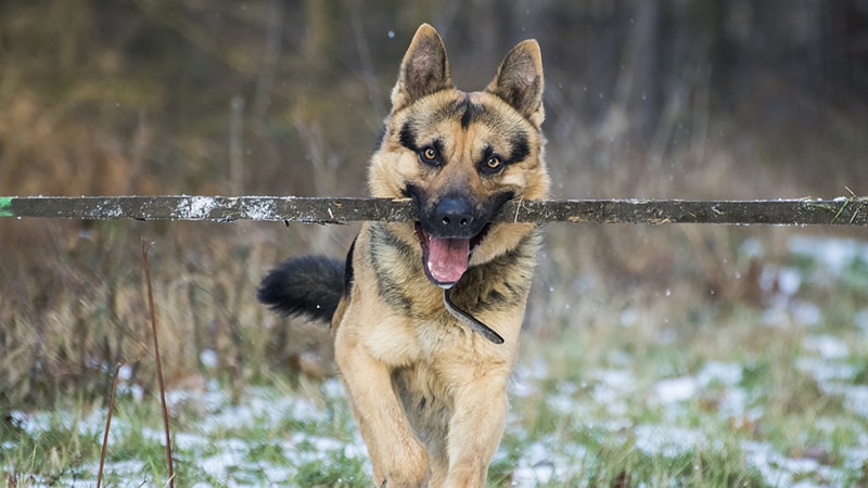 jenis-jenis anjing berbahaya - german shepherd