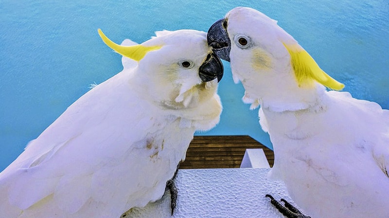 jenis-jenis burung kakak tua - monogami